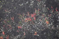 Tristerix peruvianus