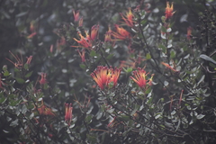 Tristerix peruvianus