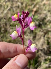 Linaria maroccana