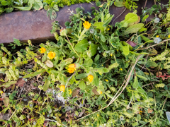 Calendula arvensis