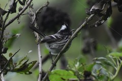 Anairetes reguloides