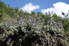 Salvia canescens