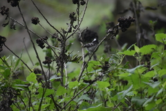 Anairetes reguloides