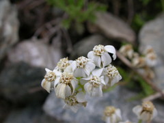 Achillea erba-rotta