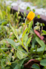 Calendula arvensis