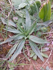 Plantago serraria