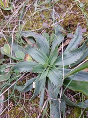 Plantago serraria
