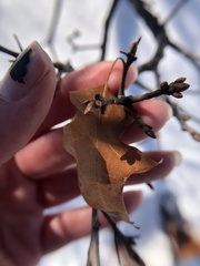 Zapatella quercusmedullae