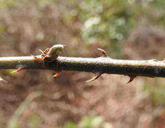 Rubus argutus