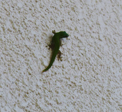 Phelsuma cepediana