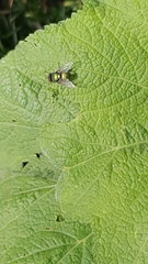 Calliphoridae