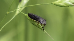 Homalodisca insolita