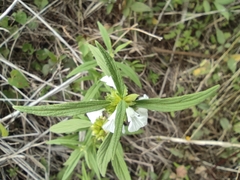 Leucas lavandulifolia