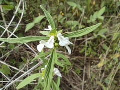 Leucas lavandulifolia