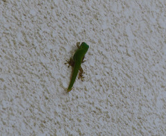 Phelsuma cepediana