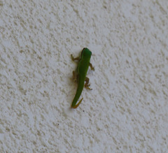 Phelsuma cepediana