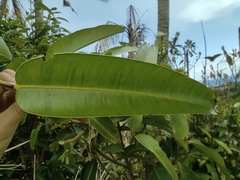 Calophyllum soulattri
