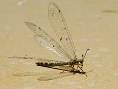 Distoleon tetragrammicus