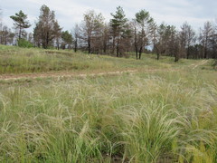 Stipa borysthenica