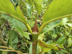 Calophyllum soulattri