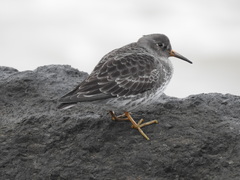 Calidris maritima