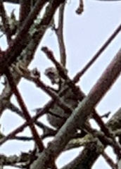 Psaltriparus minimus