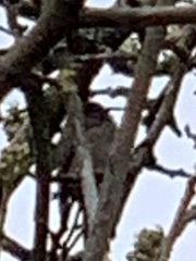 Psaltriparus minimus