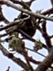 Psaltriparus minimus