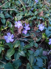 Vinca minor