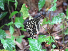 Papilio demodocus