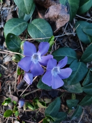 Vinca minor