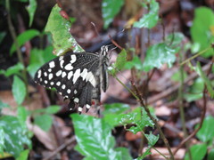 Papilio demodocus