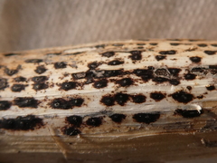 Leptosphaeria acuta