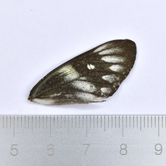 Delias pasithoe