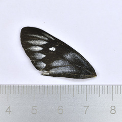 Delias pasithoe