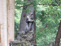Cercopithecus mitis albogularis