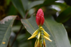 Pitcairnia kniphofioides