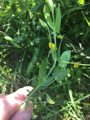 Lathyrus aphaca