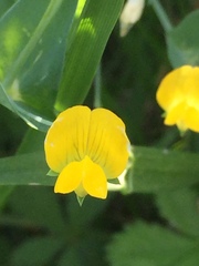 Lathyrus aphaca
