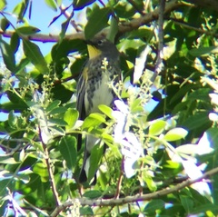 Setophaga coronata auduboni
