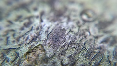 Stigmidium microspilum