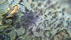 Stigmidium microspilum