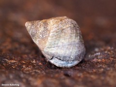 Tectarius striatus