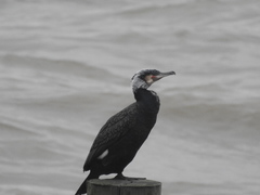 Phalacrocorax carbo