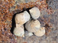 Tectarius striatus