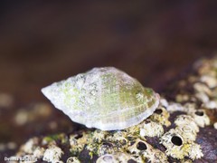 Stramonita haemastoma