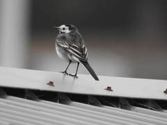 Motacilla alba yarrellii
