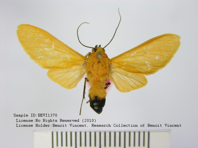Ormetica codasi