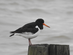 Haematopus ostralegus