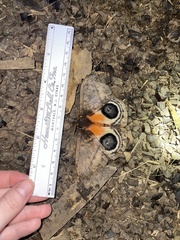 Automeris niepelti